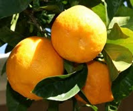 bitter orange
